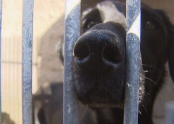 MPMG obtém condenação de mulher de 60 anos por maus-tratos a 13 cães em Formiga