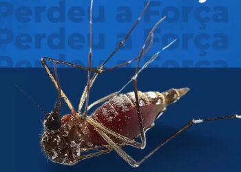 Formiga reduz infestação de Aedes em 93% e alcança menor índice da série recente