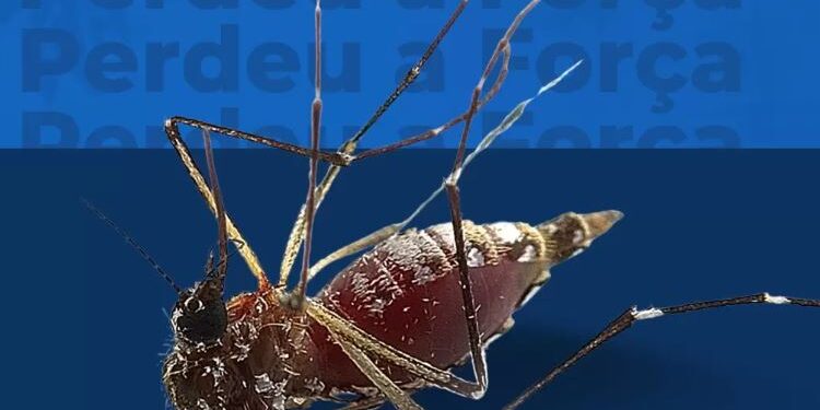 Formiga reduz infestação de Aedes em 93% e alcança menor índice da série recente