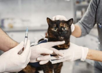 Campanha de Vacinação Antirrábica na zona rural de Formiga ocorrerá de 25 à 30 de agosto