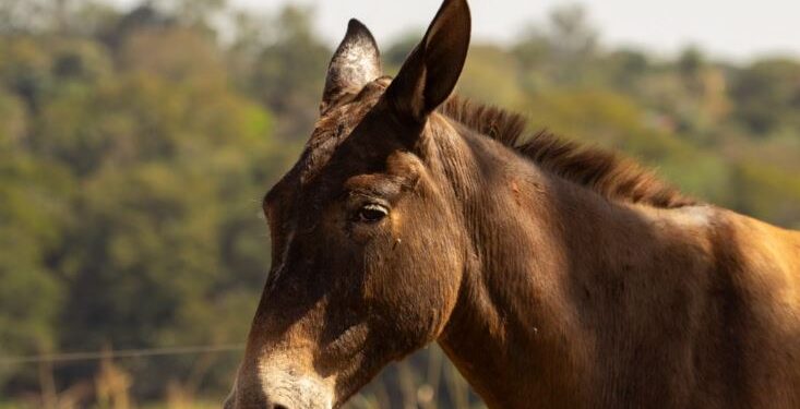 Quatro homens são indiciados por agredir burro com choque em parque de exposição em Minas