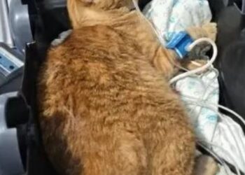 Ex-funcionária de ONG é indiciada por matar 10 gatos envenenados após ser demitida 