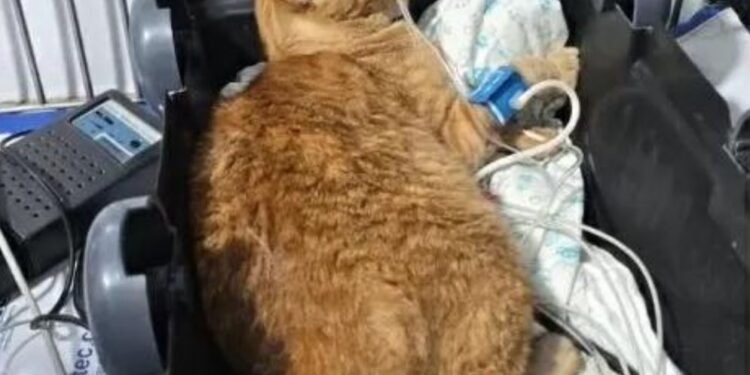 Ex-funcionária de ONG é indiciada por matar 10 gatos envenenados após ser demitida 