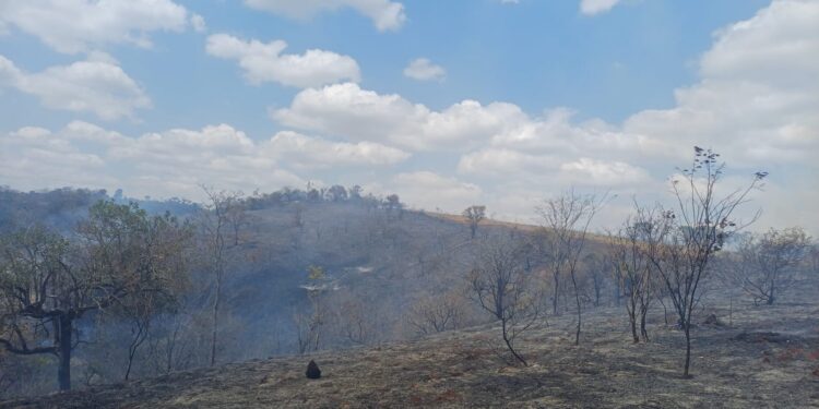 Bombeiros combatem incêndio às margens da MG-050, em Formiga