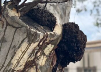 Prefeitura realiza dedetização de cupins na Praça da Matriz