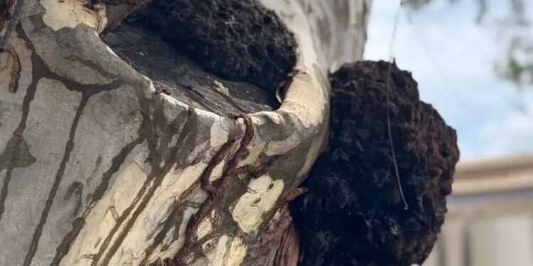 Prefeitura realiza dedetização de cupins na Praça da Matriz