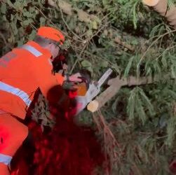 Queda de árvore interrompe trânsito e exige ação dos bombeiros em Pontevila