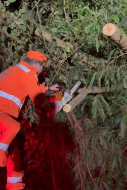 Queda de árvore interrompe trânsito e exige ação dos bombeiros em Pontevila