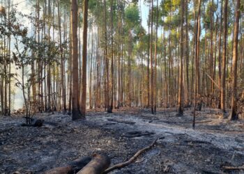 Bombeiros combatem incêndio em pastagem na comunidade de Loanda, em Formiga
