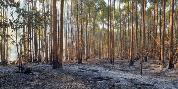Bombeiros combatem incêndio em pastagem na comunidade de Loanda, em Formiga