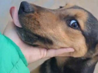 Cachorrinha Malu espera por adoção responsável e terá castração gratuita