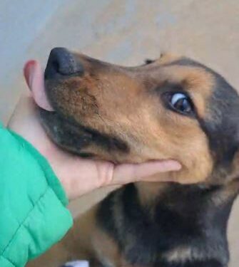 Cachorrinha Malu espera por adoção responsável e terá castração gratuita