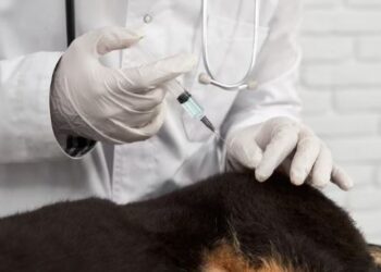 Vacinação antirrábica segue na zona rural de Formiga na próxima semana