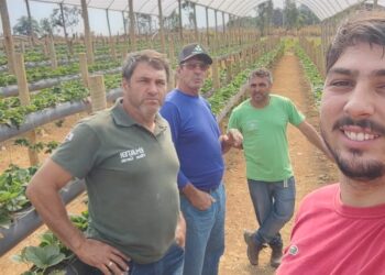 Fruticultor de Córrego Fundo visita produtor de morango em Divinópolis