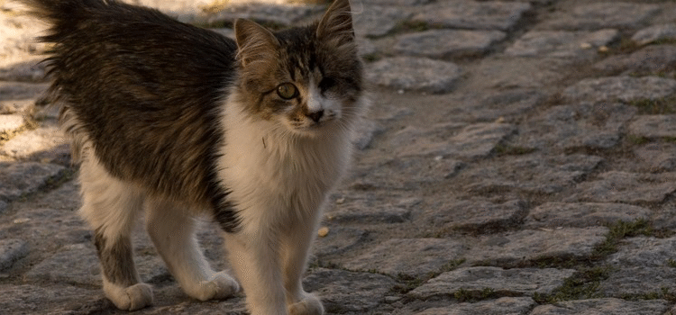 Agosto Caramelo: mais de 15 mil cães e gatos em situação de rua já receberam atendimento em Minas Gerais em 2025 