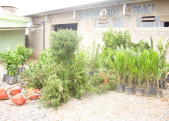 Emater e Departamento de Agricultura de Córrego Fundo abrem lista para compra em conjunto de mudas 2025