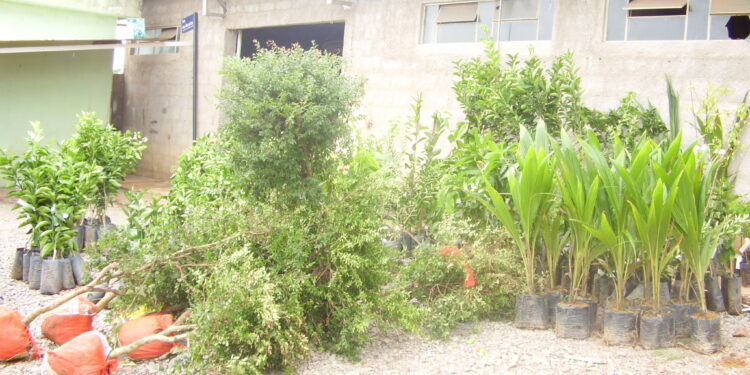 Emater e Departamento de Agricultura de Córrego Fundo abrem lista para compra em conjunto de mudas 2025