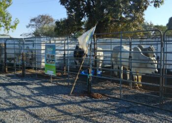 2ª Feira de Touros Pró-Genética é realizada em Córrego Fundo