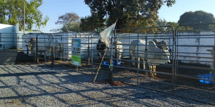 2ª Feira de Touros Pró-Genética é realizada em Córrego Fundo