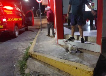 Bombeiros avaliam cão encontrado em bar no bairro Sagrado Coração de Jesus em Formiga