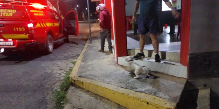 Bombeiros avaliam cão encontrado em bar no bairro Sagrado Coração de Jesus em Formiga