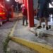 Bombeiros avaliam cão encontrado em bar no bairro Sagrado Coração de Jesus em Formiga