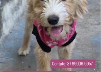 Formiga: após perderem o tutor, cãezinhos precisam de um novo lar