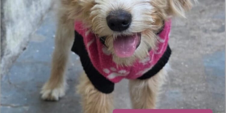 Formiga: após perderem o tutor, cãezinhos precisam de um novo lar