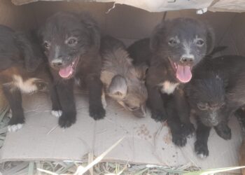 Vigilância Sanitária de Córrego Fundo promove Campanha para Adoção de Animais