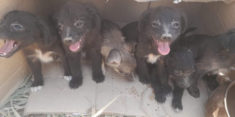 Vigilância Sanitária de Córrego Fundo promove Campanha para Adoção de Animais