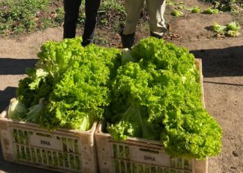 Projeto Horta Urbana doa 27 kg de alface ao Banco Municipal de Alimentos em Formiga