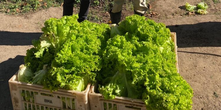 Projeto Horta Urbana doa 27 kg de alface ao Banco Municipal de Alimentos em Formiga