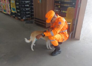 Cão é identificado como inofensivo após suspeita de agressividade em supermercado de Formiga
