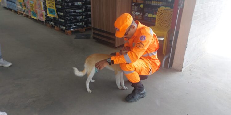 Cão é identificado como inofensivo após suspeita de agressividade em supermercado de Formiga