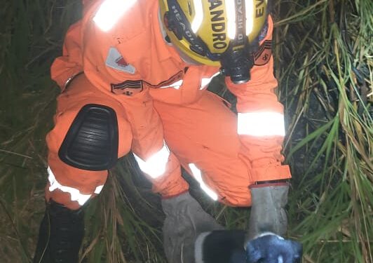 Cães filhotes são salvos por bombeiros durante incêndio em área de pastagem em Campo Belo