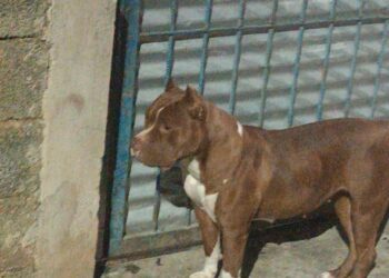 Pit bull escapa de residência e mata gato durante a madrugada em Formiga