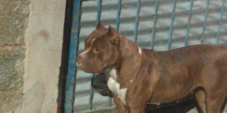 Pit bull escapa de residência e mata gato durante a madrugada em Formiga