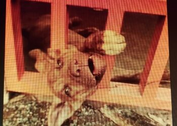 Bombeiros resgatam filhote de cachorro preso em grade de portão em Córrego Fundo