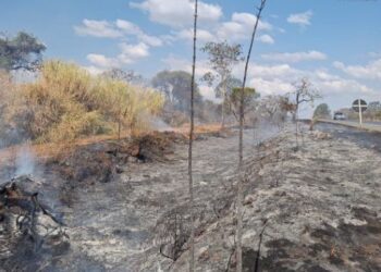 Corpo de Bombeiros combate incêndio em vegetação às margens da BR-354 em Formiga