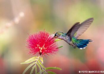 Primavera começa com ondas de calor e baixa umidade no país