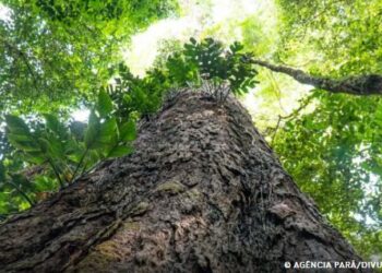 Mudança climática: gigantes da Amazônia podem ajudar cientistas