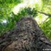 Mudança climática: gigantes da Amazônia podem ajudar cientistas
