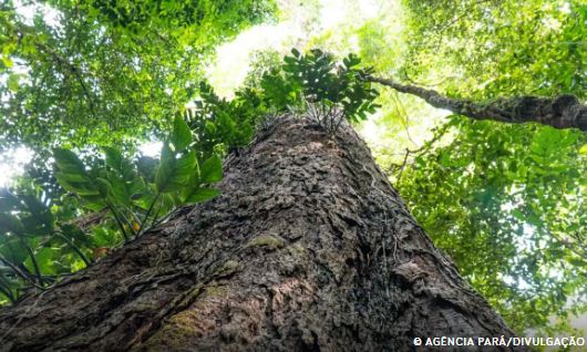 Mudança climática: gigantes da Amazônia podem ajudar cientistas