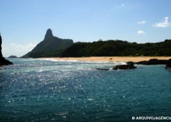 Ilhas brasileiras: estudo revela presença de espécies exclusivas