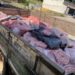 Mais de uma tonelada de carne imprópria para consumo é apreendida em Divinópolis