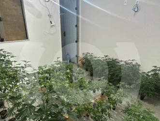 Homem é preso em Piumhi por cultivar mais de 100 pés de maconha em estufa improvisada