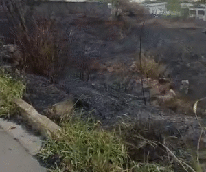 Morro do Cristo: Mais um incêndio em Formiga é atribuído ao uso de fogos de artifício