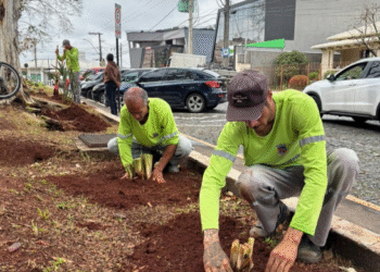Temporada de chuvas marca início de plantio e cuidados com a flora urbana em Formiga