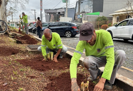 Temporada de chuvas marca início de plantio e cuidados com a flora urbana em Formiga