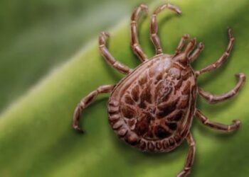 Minas Gerais confirma 29 casos de febre maculosa e quatro mortes